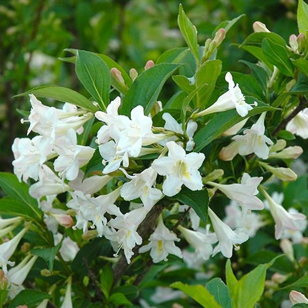 Obrázok Vajgela kvetnatá (Weigela florida) ´BRISTOL SNOWFLAKE´ - výška 50-70 cm, kont. C3L